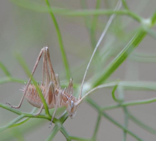 Tylopsis lilifolia